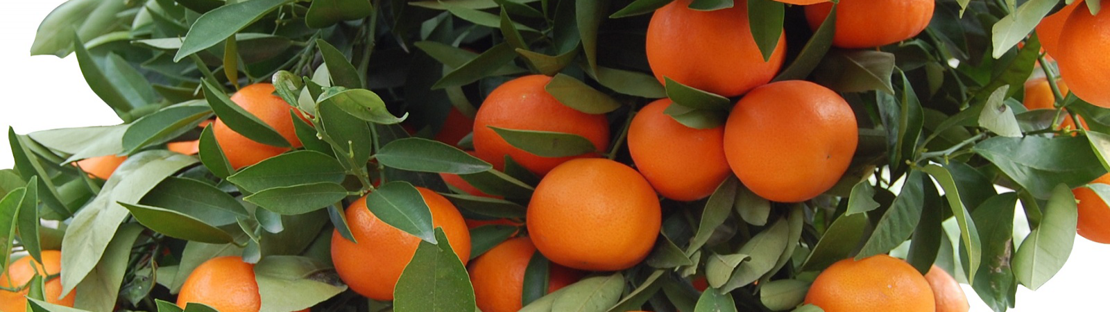 Naranjas y mandarinas naturales